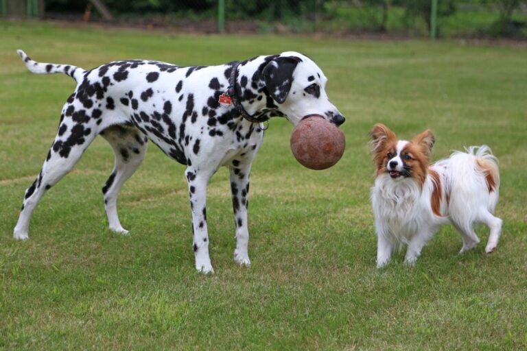 Cane adottare un secondo cane