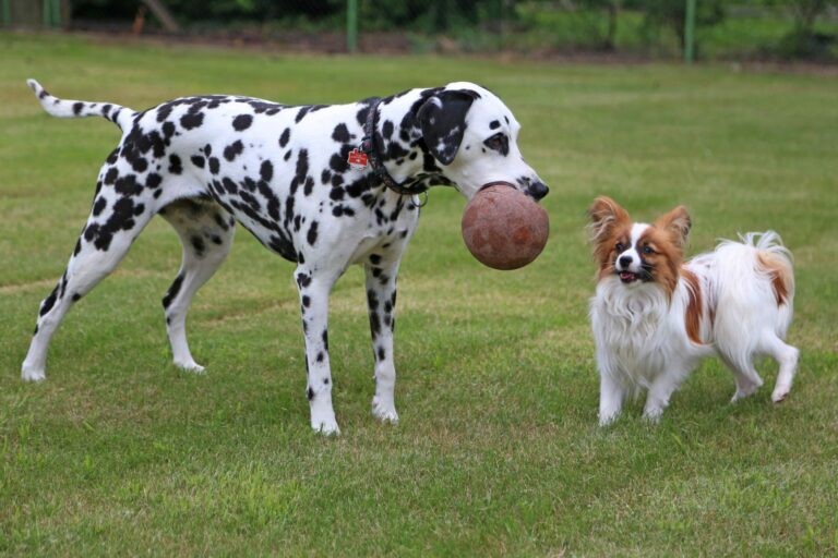 adottare un secondo cane