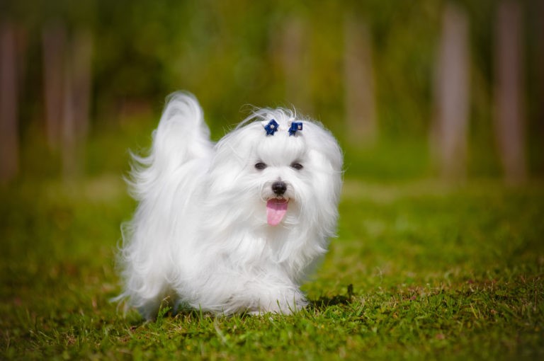 Maltese Maltese
