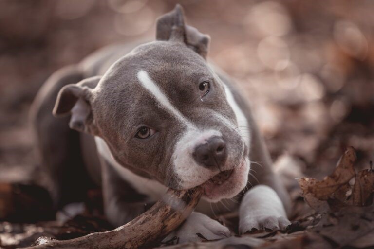 American Bully: aspetto, alimentazione, salute | Magazine zooplus