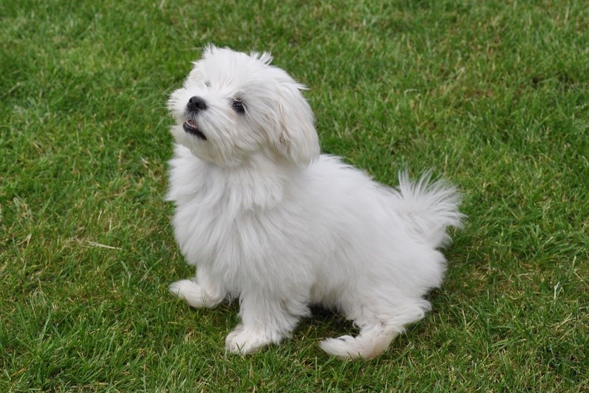 Maltese Maltese