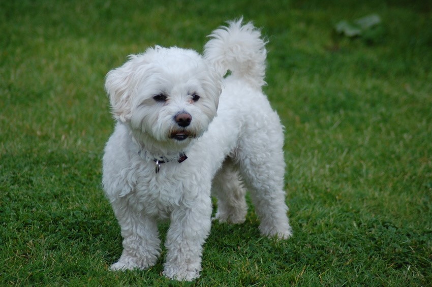 Maltese Maltese