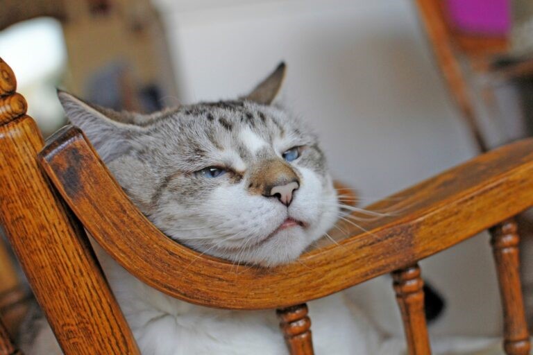 Gatto la vecchiaia nel gatto