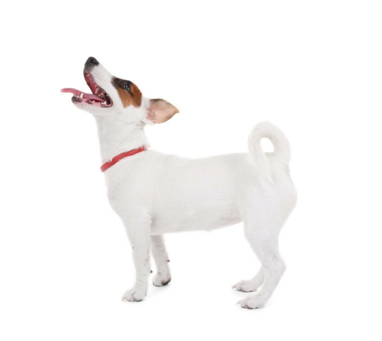 Cane Jack Russell terrier