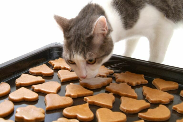 Gatto Gatto
