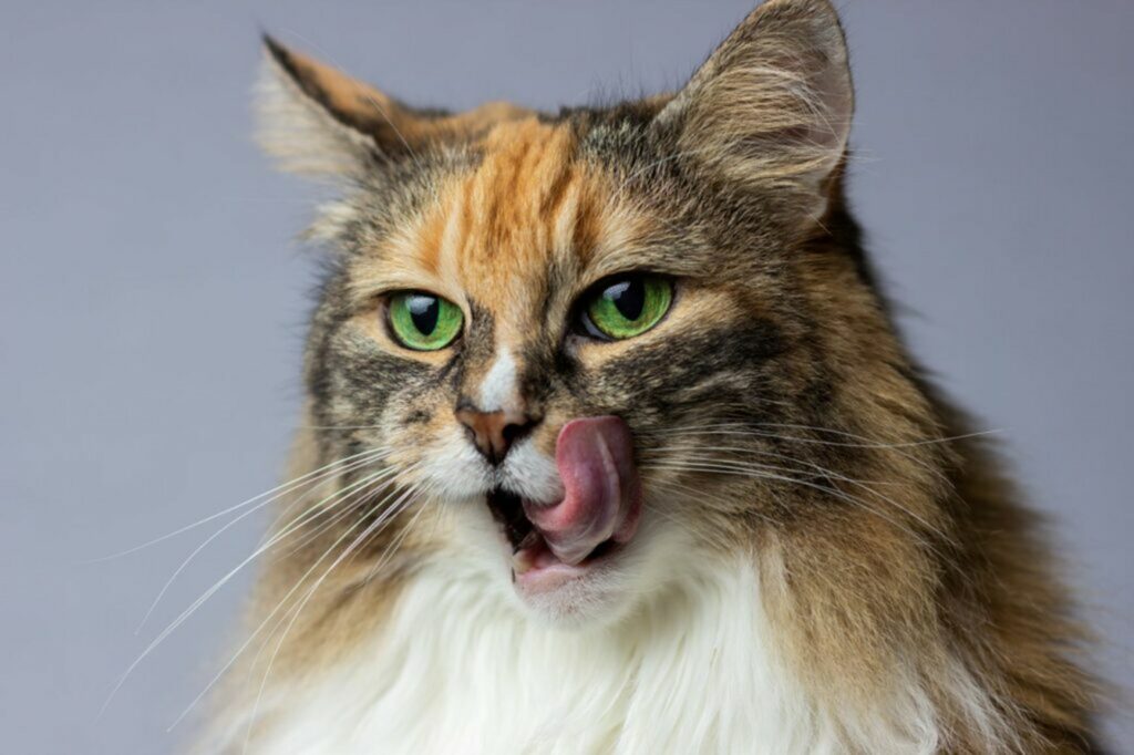 Gatto Gatto