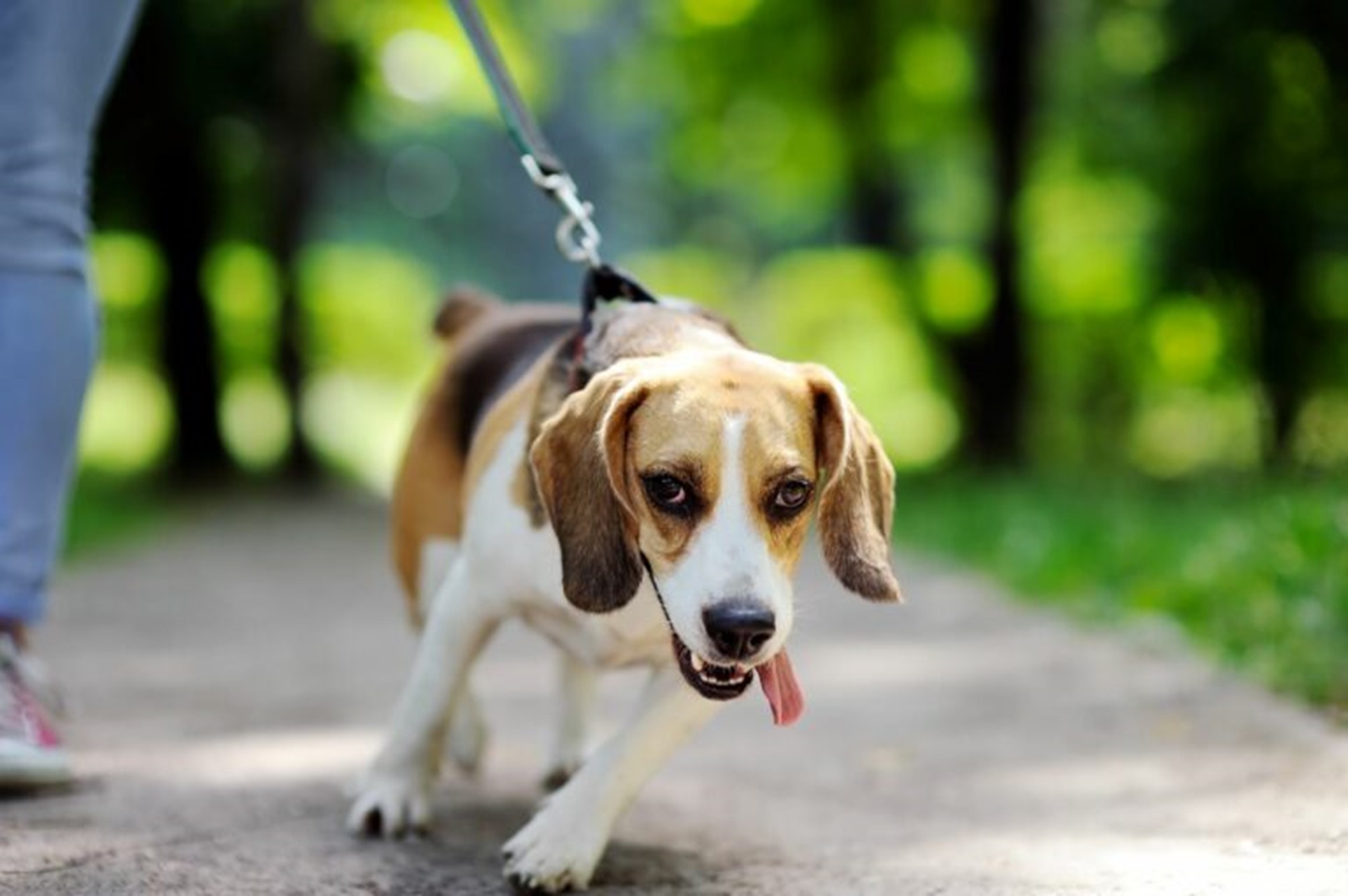 Insegnare al cane adulto ad andare al guinzaglio