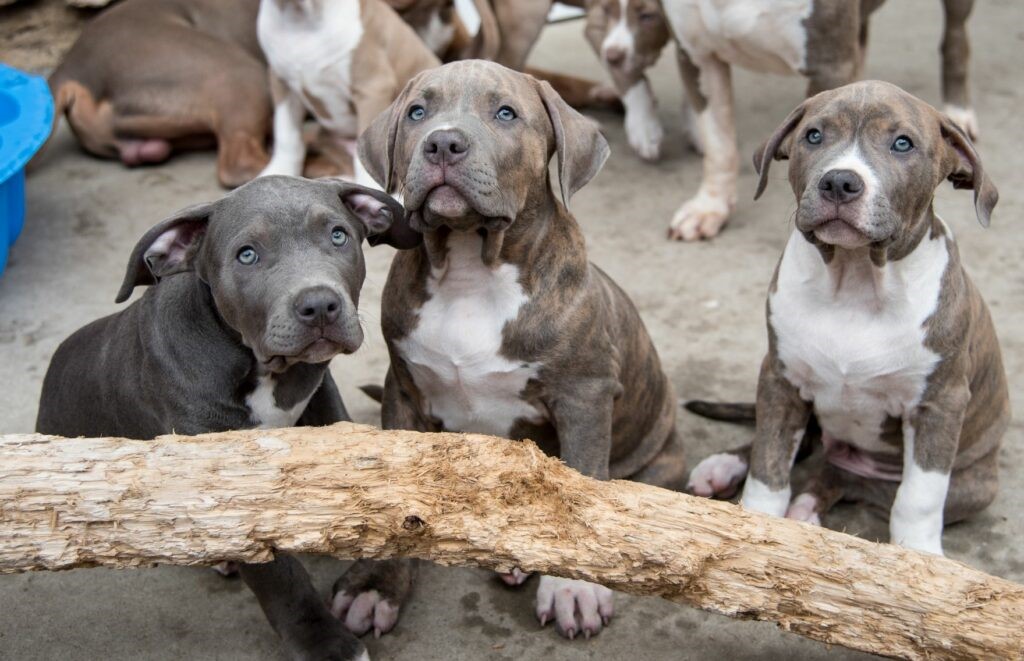 3 cuccioli di american bully