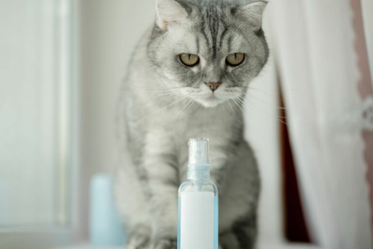 Gatto i feromoni per gatti