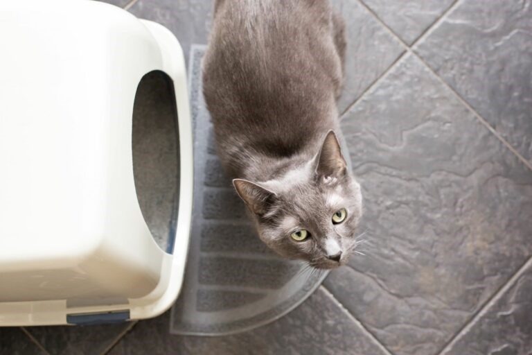 Gatto Gatto