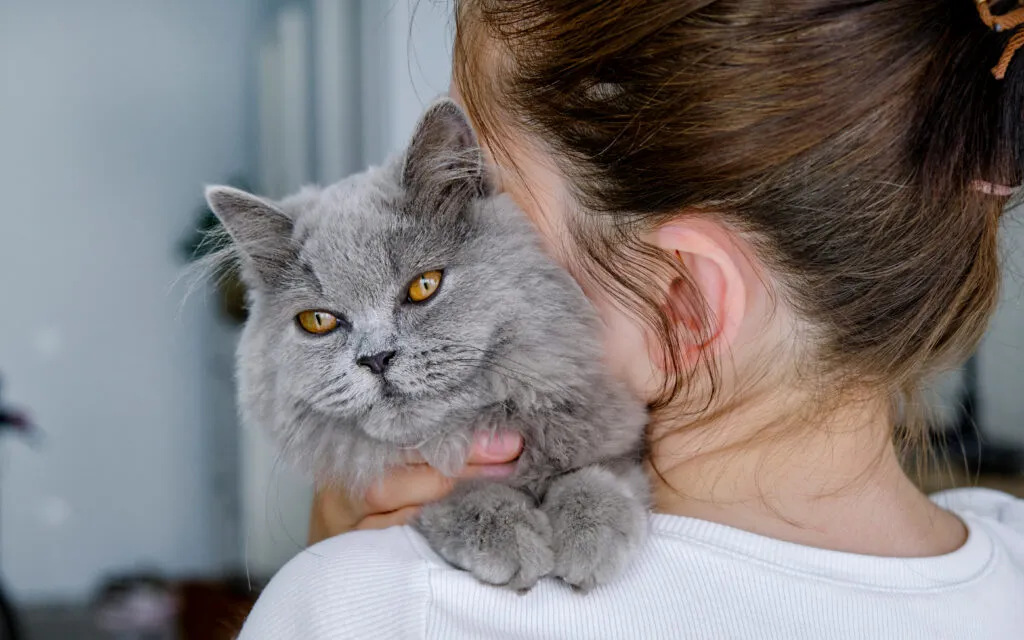 Il gatto sta invecchiando &ndash; possibili segnali di debolezza legata all&rsquo;et&agrave; nei gatti