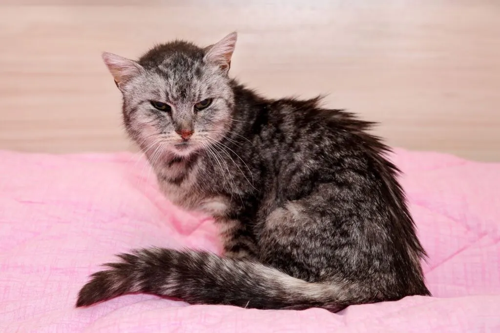 Gatto anziano e debilitato