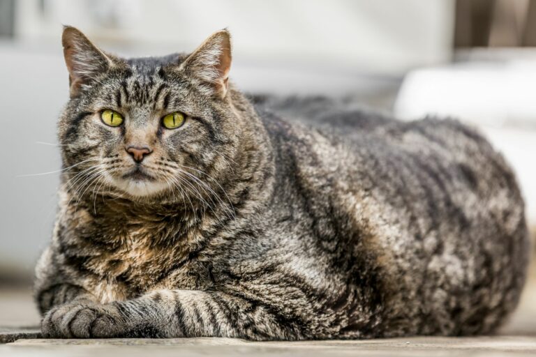 Dicke-Katze il diabete nel gatto