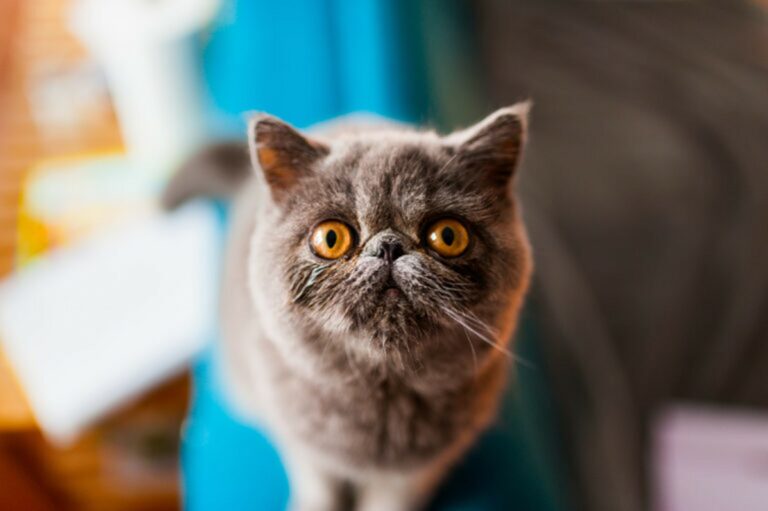 Gatto Exotic shorthair