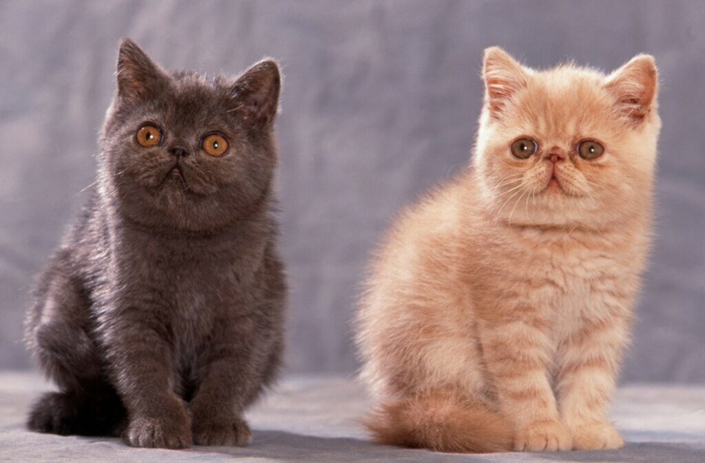 Gatto Gatto
