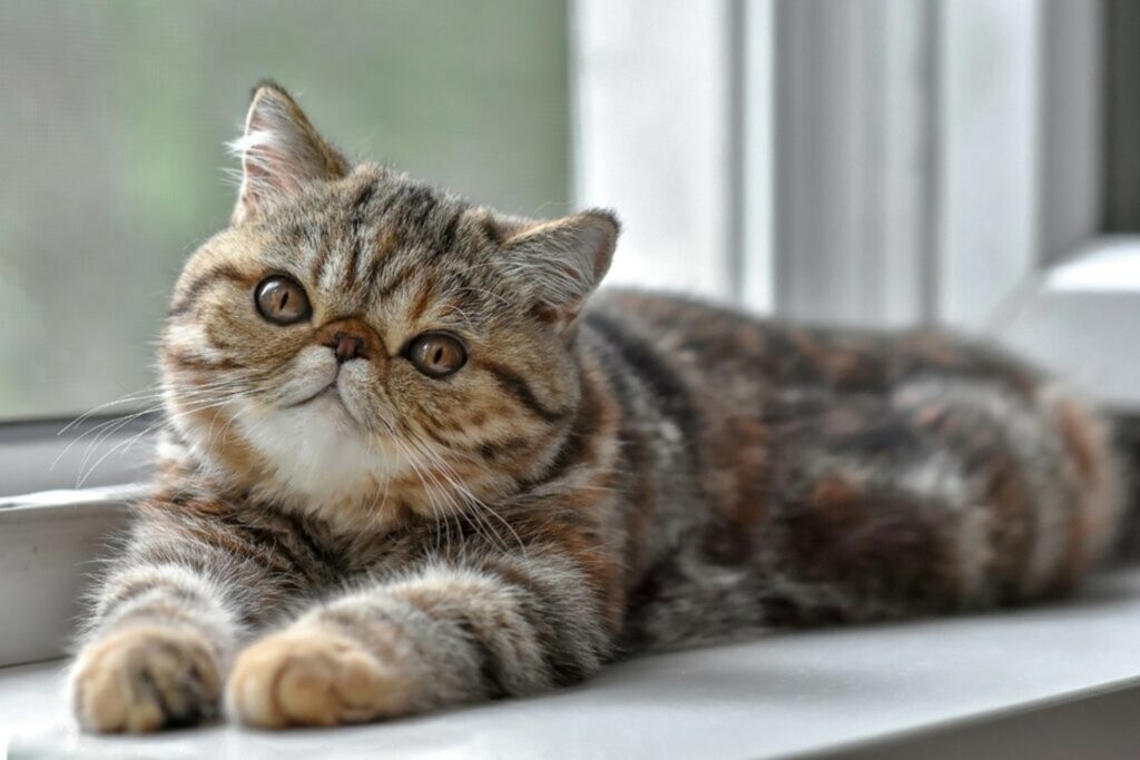 Gatto Gatto