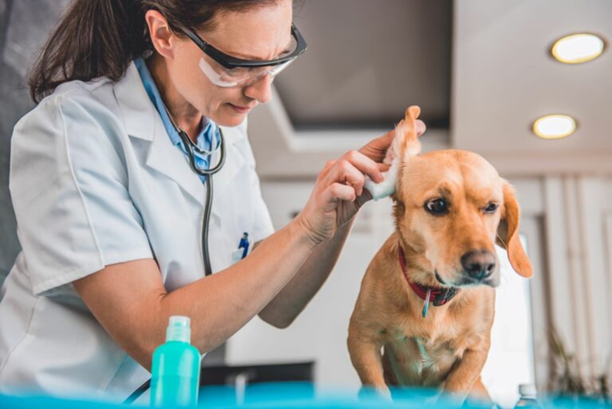 Pulire le orecchie del cane: i suggerimenti per farlo a ...