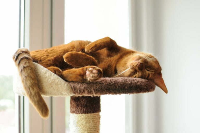 Gatto allevare gatti