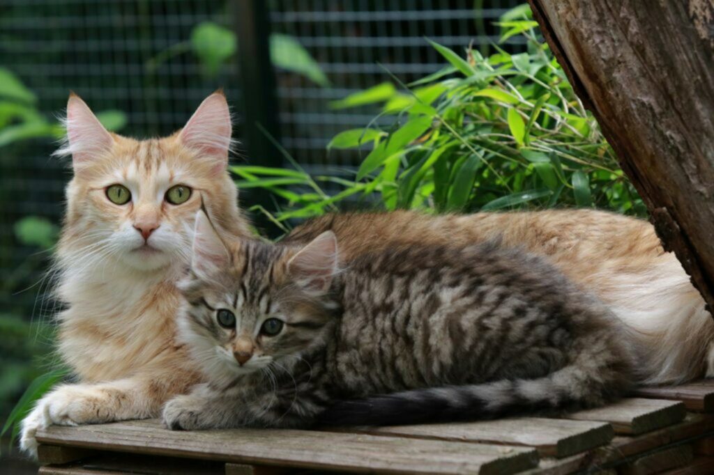 Gatto Gatto