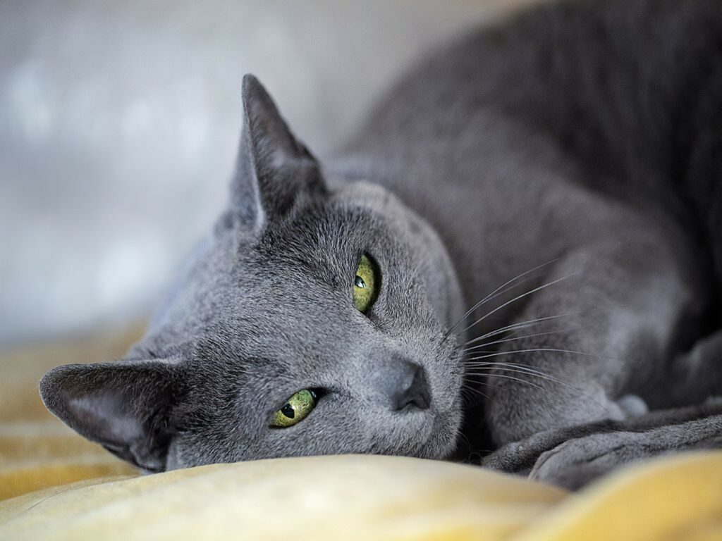 Gatto Gatto