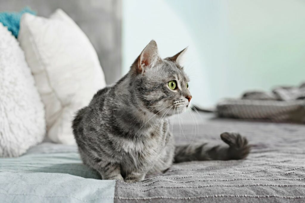 Gatto Gatto