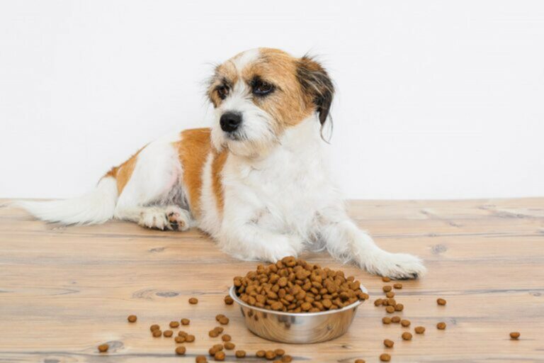 Cane probiotici per cani