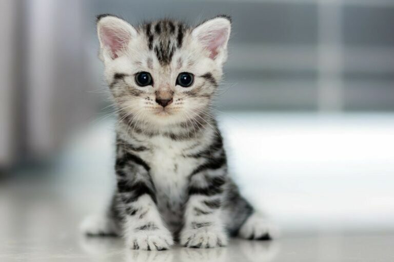 Gatto il peso del gattino