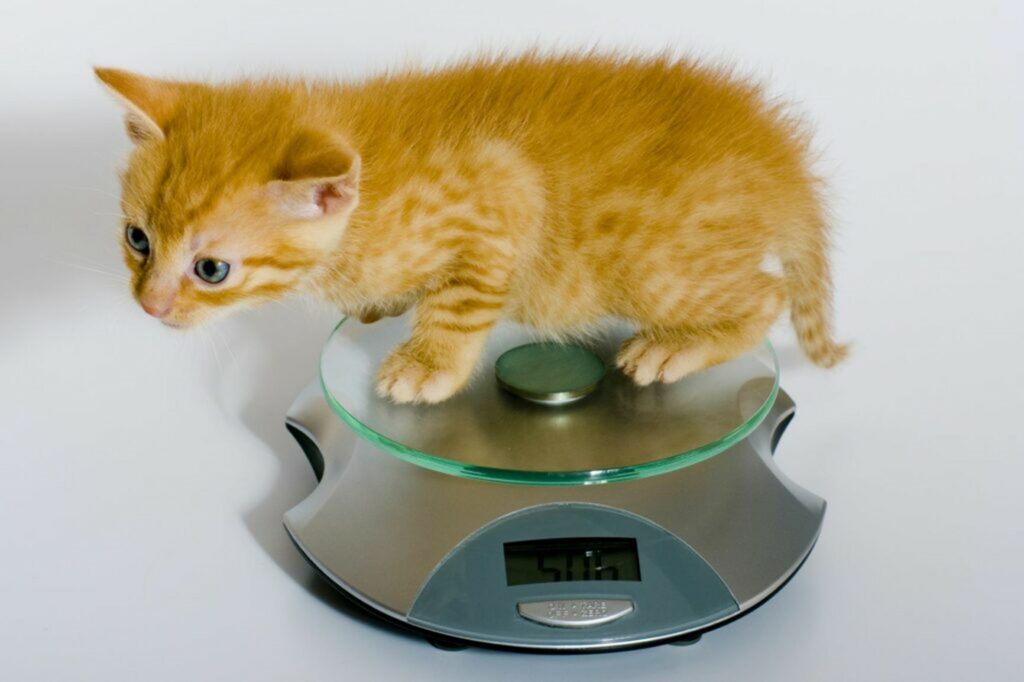 Gattino Gattino