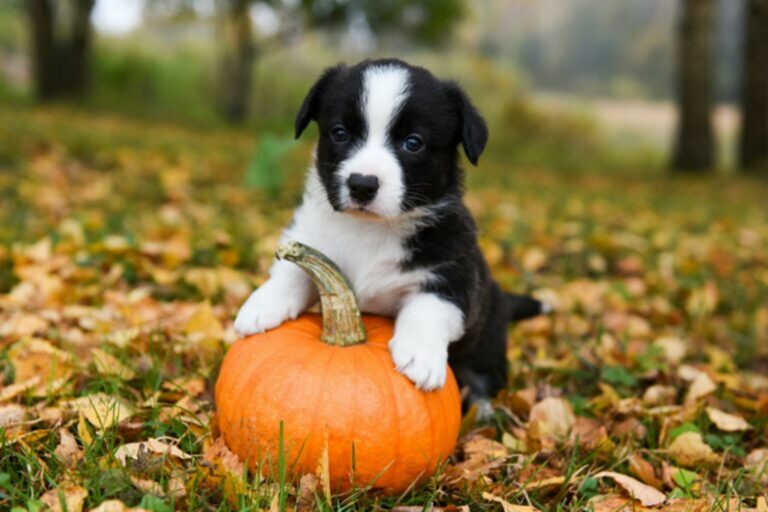 i cani mangiano la zucca