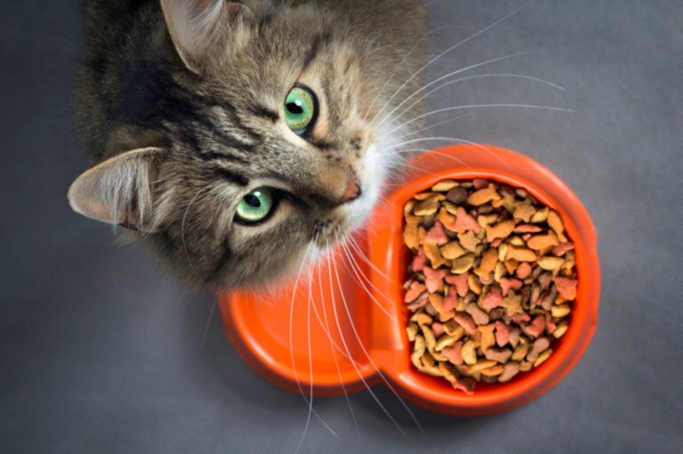 Gatto Gatto
