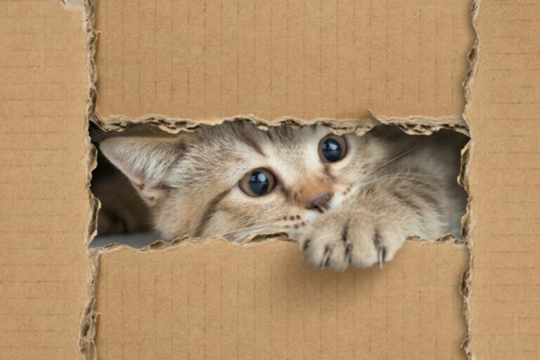 Gatto giochi per gatti