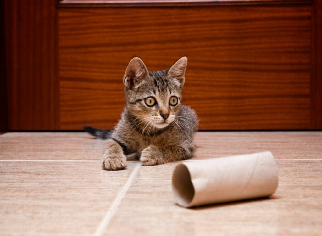 Gatto Gatto
