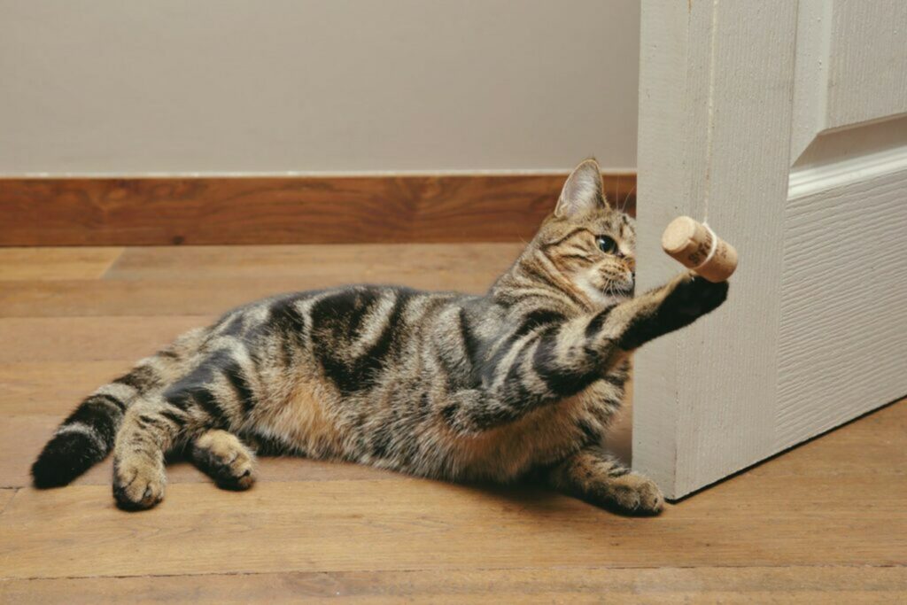 Gatto Gatto