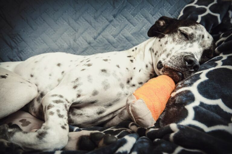 Cane ferite zampe del cane