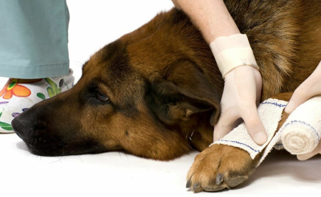 Cane bendare le ferite alle zampe del cane