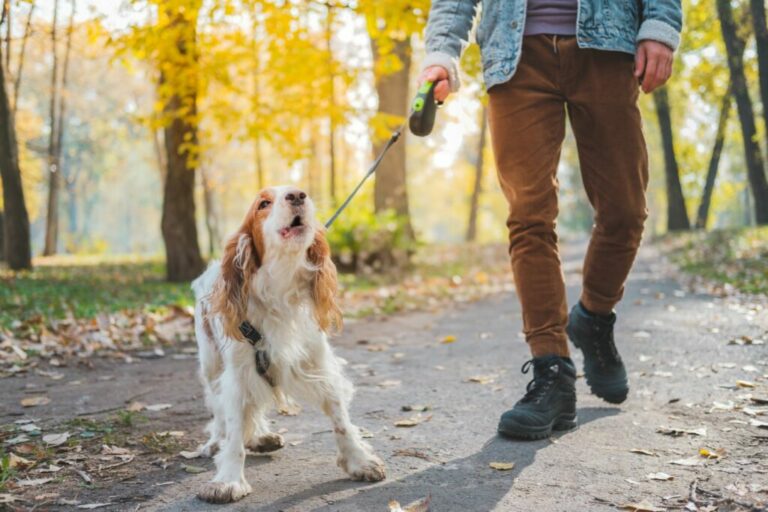 Il cane abbaia sempre come intervenire? Magazine zooplus