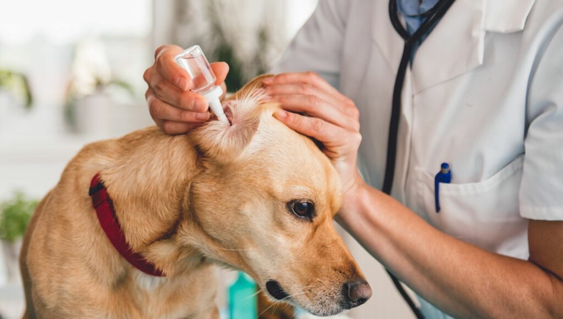 Pulire le orecchie del cane i suggerimenti per farlo a casa nel modo