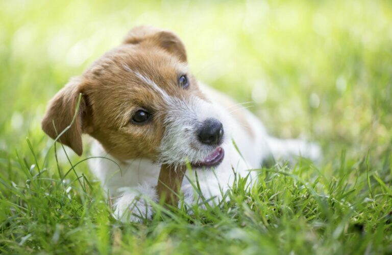 igiene dentale nel cane