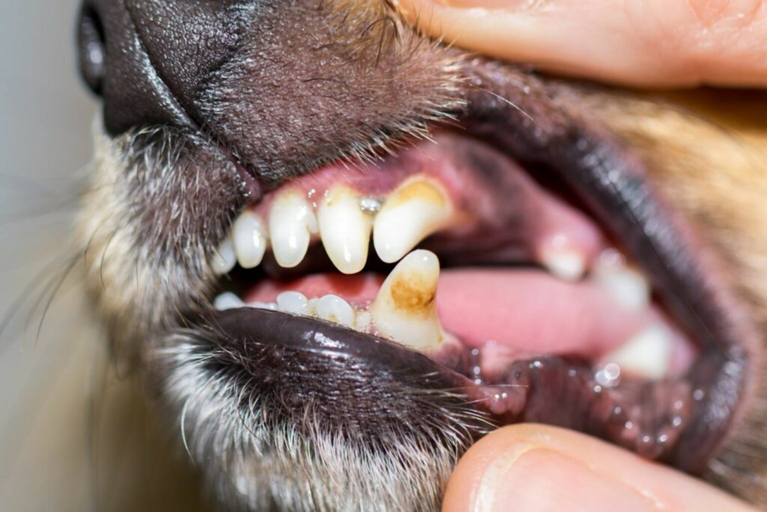L'importanza dell’igiene dentale nel cane Magazine zooplus