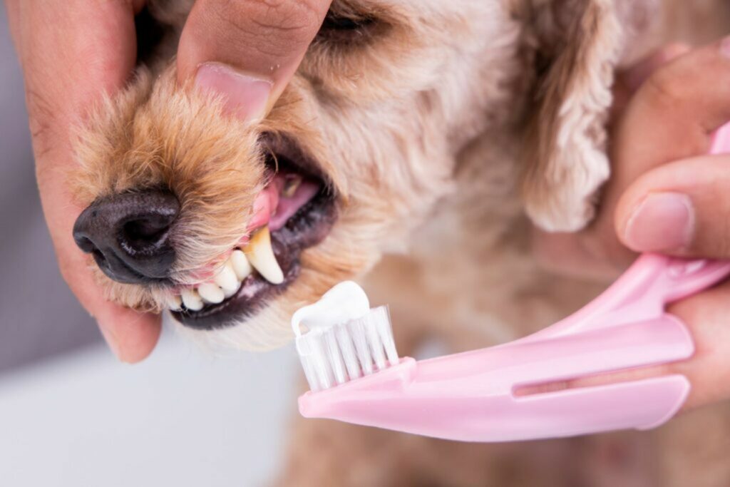 Denti Denti