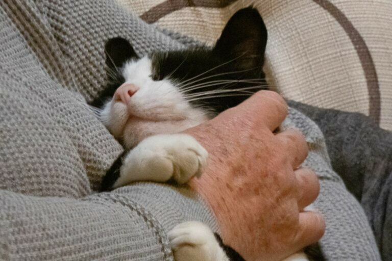 Un gatto bianco e nero viene accarezzato dalla sua padrona Pet therapy gatto