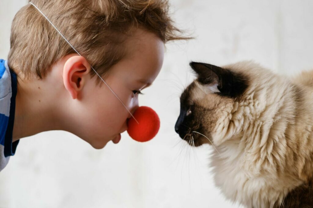 Gatto Gatto