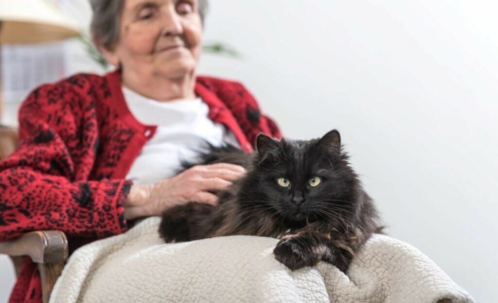 Un gatto fa cat therapy con una signora anziana Gatto terapeuta con anziana
