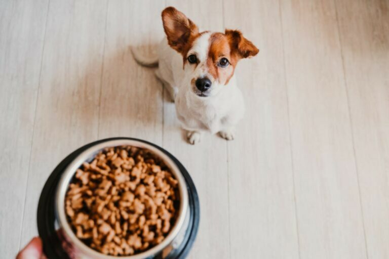 Quanto deve mangiare un cane