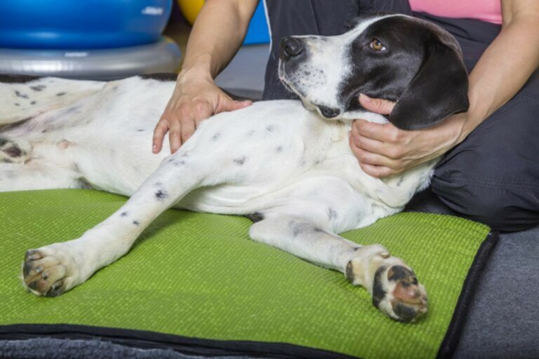 la fisioterapia per i cani