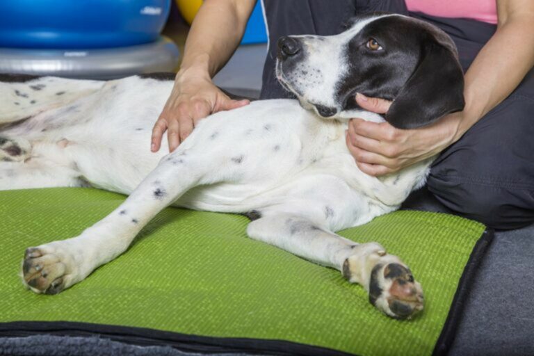 Cane la fisioterapia per i cani