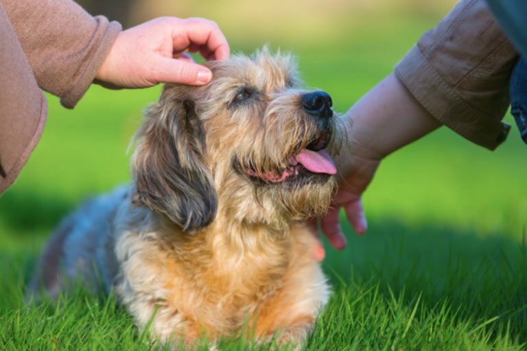 adottare un cane anziano