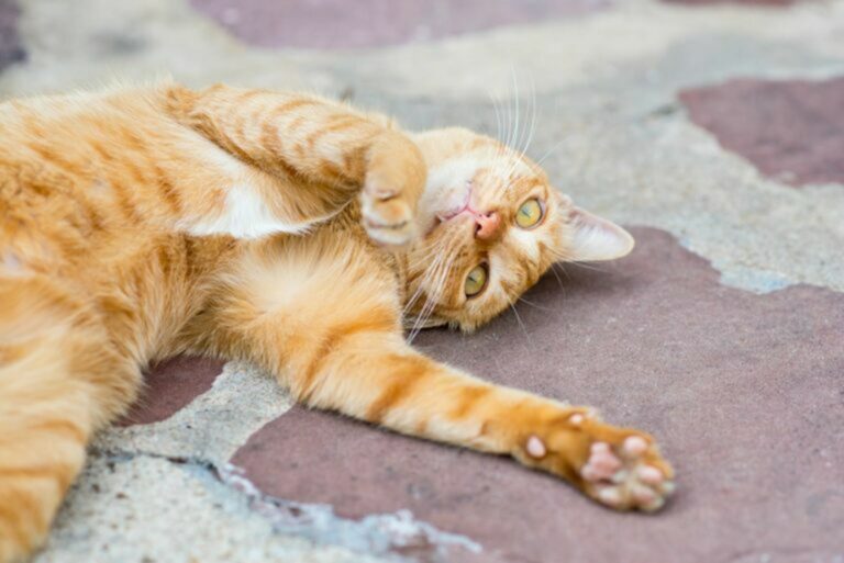 Gatto la pubertà del gatto