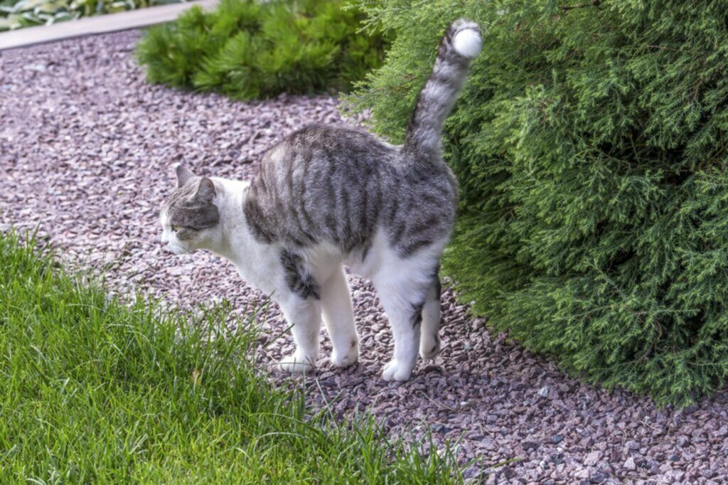 Gatto Gatto