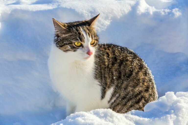 un gatto in inverno accovacciato sulla neve il gatto e l'inverno